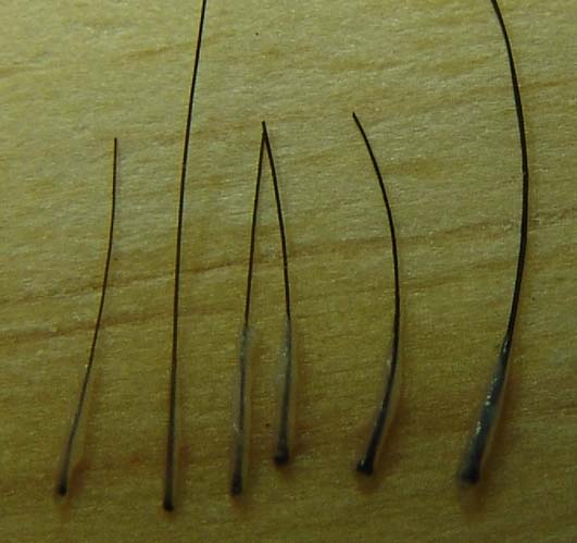 hairs-are-a-type-of-trace-evidence